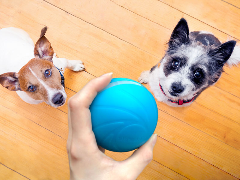 perro inteligente bola alegre